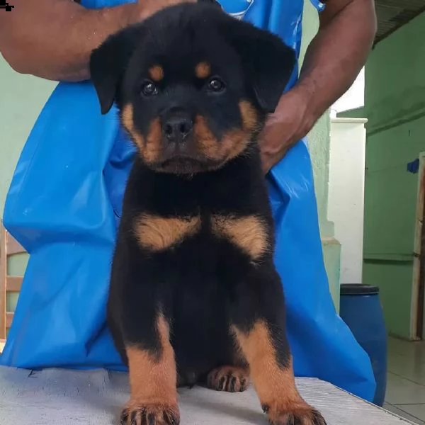 rottweiler cuccioli sani per case amorevoli | Foto 2