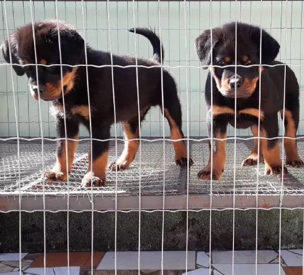 rottweiler cuccioli sani per case amorevoli | Foto 1