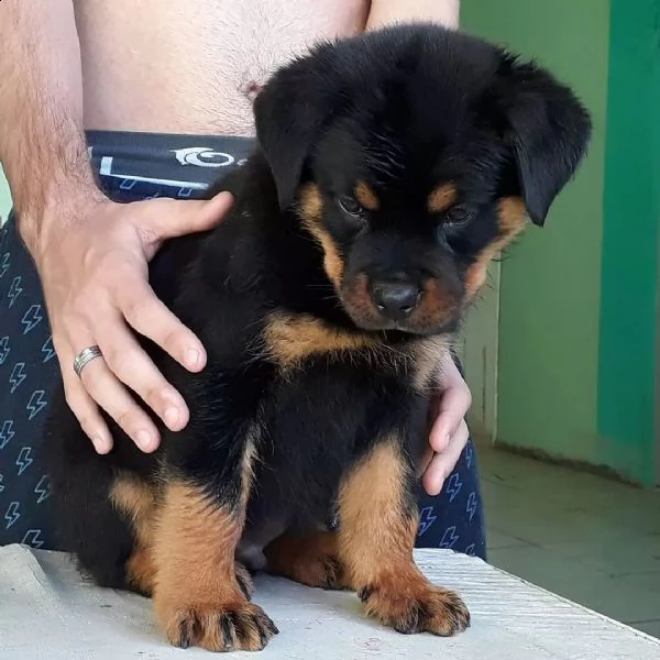 rottweiler cuccioli sani per case amorevoli | Foto 0