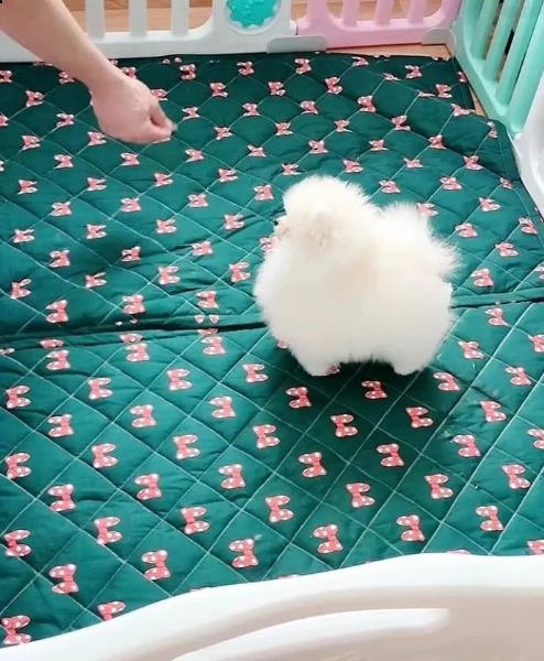 regalo  volpino pomerania mini toy
