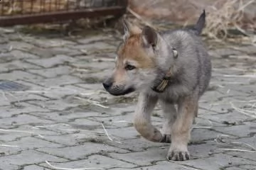cuccioli di cane lupo cecoslovacco