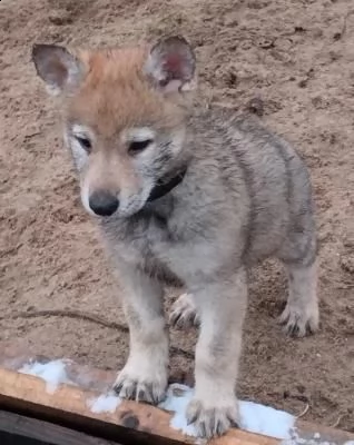 cuccioli di cane lupo cecoslovacco | Foto 0