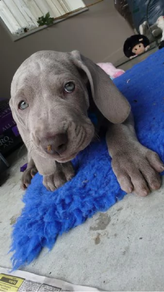 cuccioli weimaraner