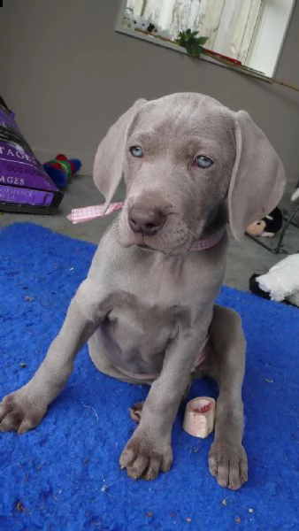 cuccioli weimaraner | Foto 0