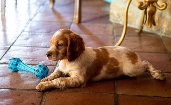 cuccioli di epagneul breton | Foto 0