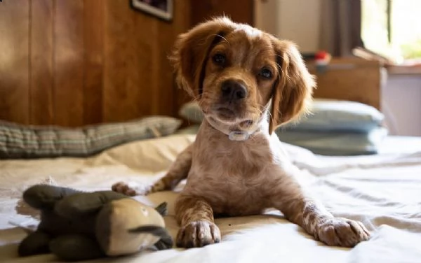 cuccioli di epagneul breton