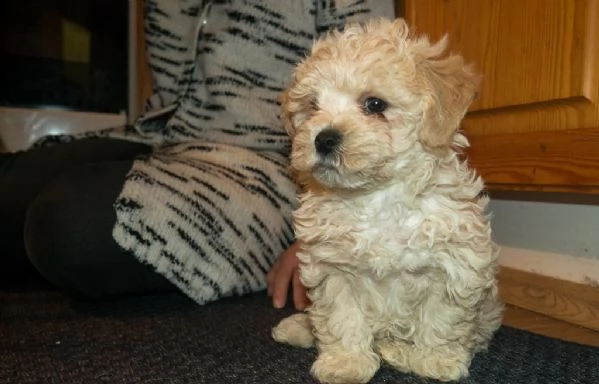 cuccioli di bolognese