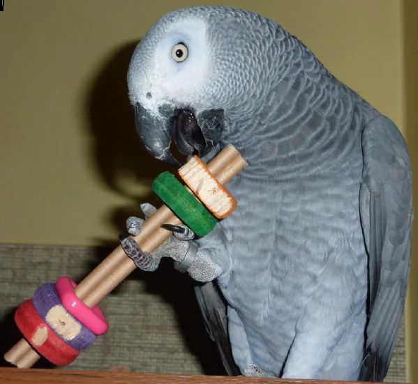 pappagalli cenerini disponibili | Foto 1