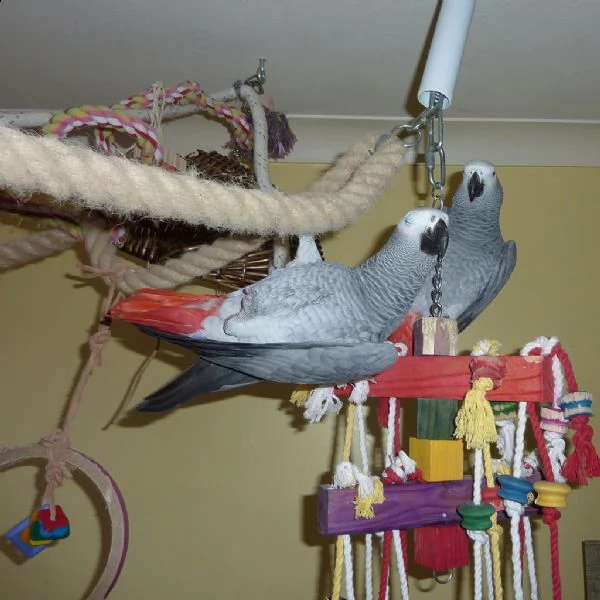 pappagalli cenerini disponibili | Foto 0