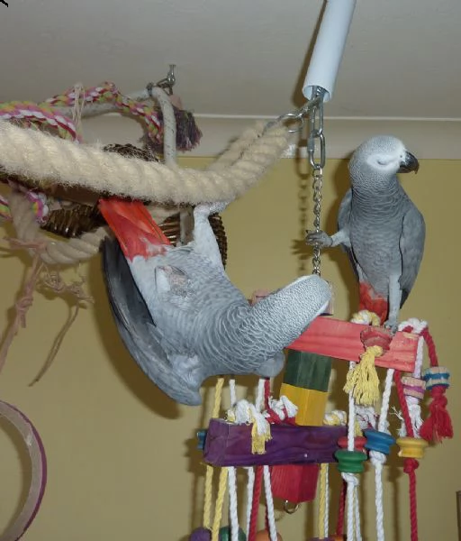pappagalli cenerini disponibili