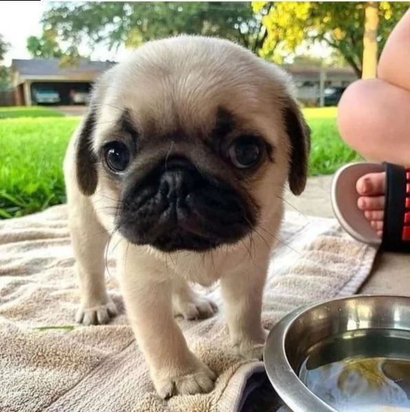 regalo cuccioli di carlino 