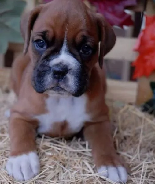  regalo estremamente carino cuccioli di boxer per l'adozione sono a casa sollevati e vasino addestra