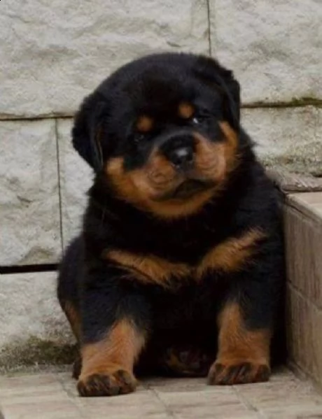  regalo rottweiler cuccioli maschio e femmina bellissimo cuccioli di rottweiler maschio e femmina