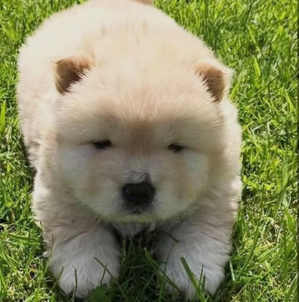  adorabili cuccioli di chow chow femminucce e maschietti disponibili . i cuccioli sono vaccinati sve