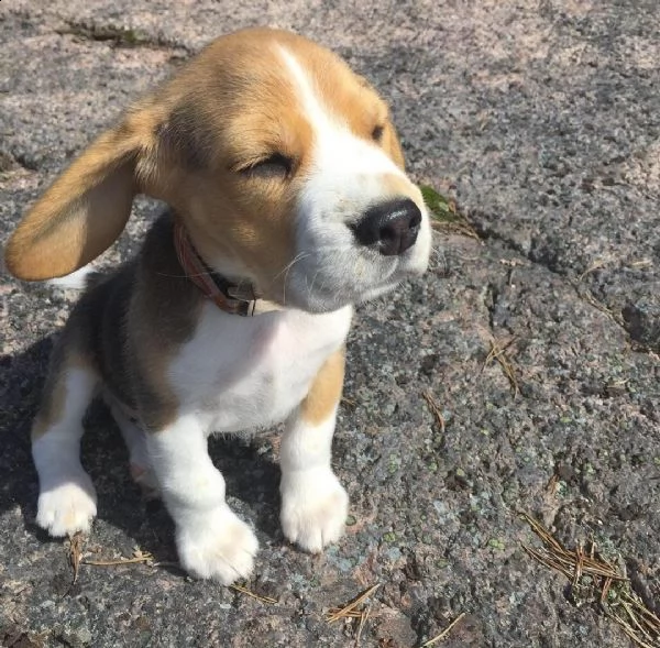 regalo beagle cuccioli meravigliosi  