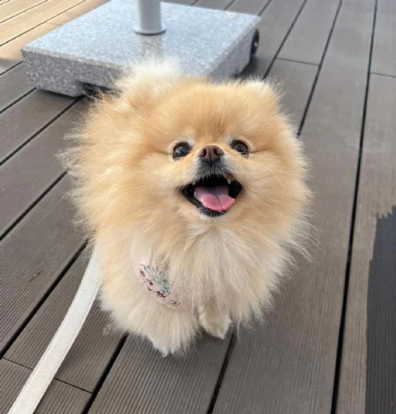 regalo pomerania cuccioli maschio e femmina