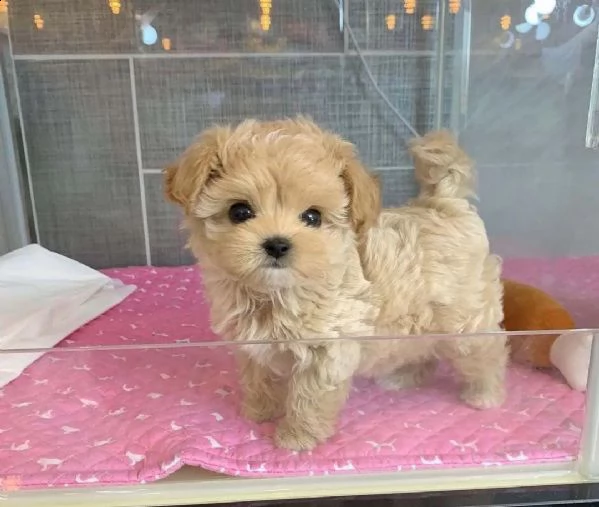 regalo maltipoo cuccioli meravigliosi  