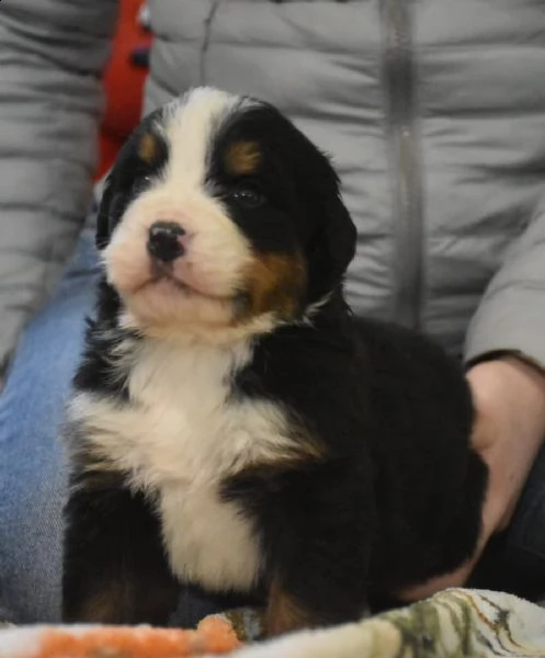 bovaro del bernese cuccioli 