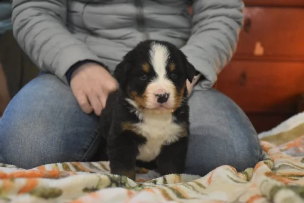 bovaro del bernese cuccioli  | Foto 2