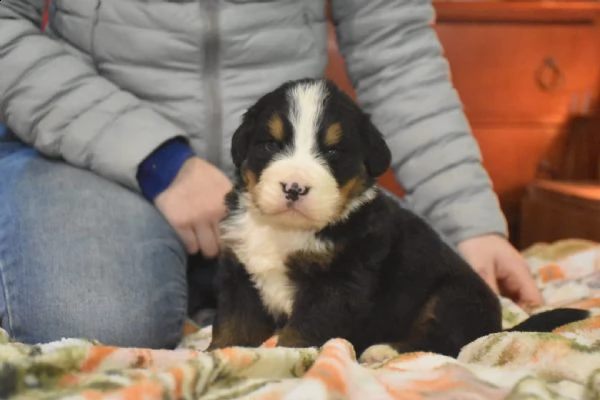 bovaro del bernese cuccioli  | Foto 0