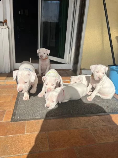 disponibili cuccioli di dogo argentino