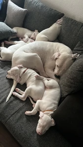 disponibili cuccioli di dogo argentino | Foto 2