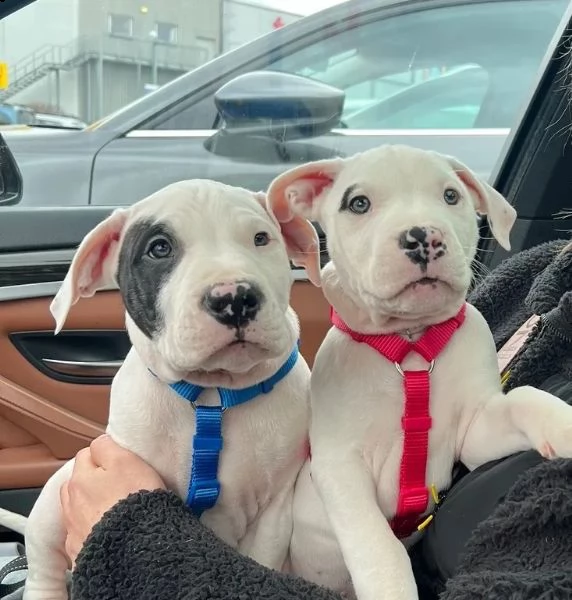 disponibili cuccioli di dogo argentino | Foto 1