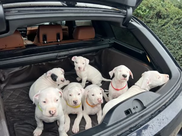 disponibili cuccioli di dogo argentino | Foto 0