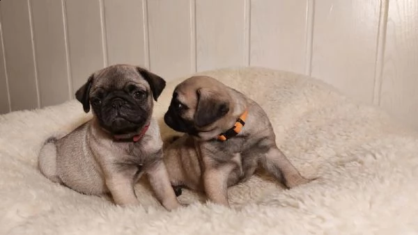 stupendi cuccioli carlino con pedigree | Foto 4