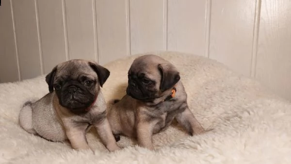 stupendi cuccioli carlino con pedigree | Foto 0