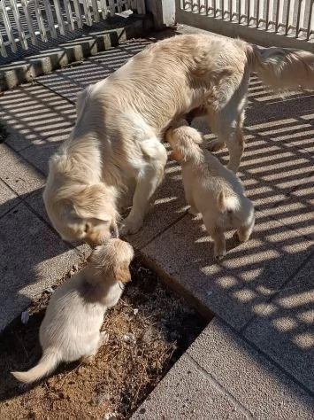 cuccioli di golden retriever