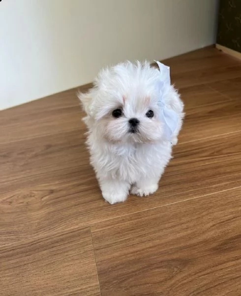 regalo maltese cuccioli meravigliosi  