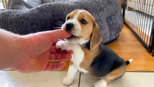 regalo beagle cuccioli meravigliosi  