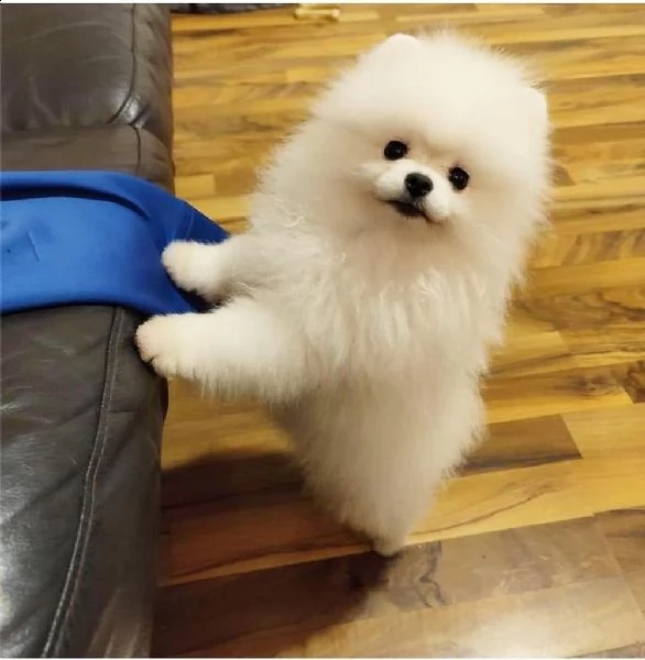 regalo  volpino pomerania mini toy  | Foto 0