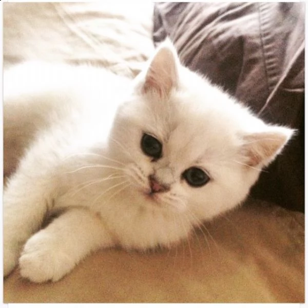 gattino britannico a pelo corto | Foto 0