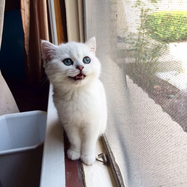gattino britannico a pelo corto