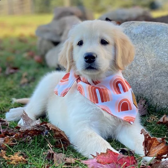 regarlo golden retriever cuccioli bellissima cucciolata cerca nuova famiglia 4 maschi e 3 femmina 