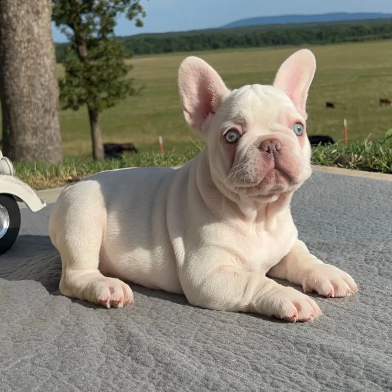 regarlo bulldog francese cuccioli bellissima cucciolata cerca nuova famiglia 4 maschi e 3 femmina 