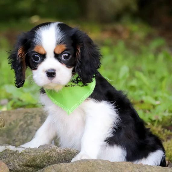 regarlo cavalier king cuccioli bellissima cucciolata cerca nuova famiglia, 4 maschi e 3 femmina, 60 
