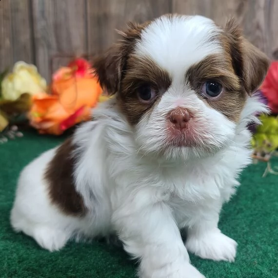 regarlo shih tzu cuccioli  bellissima cucciolata cerca nuova famiglia, 4 maschi e 3 femmina, 60 gg, 