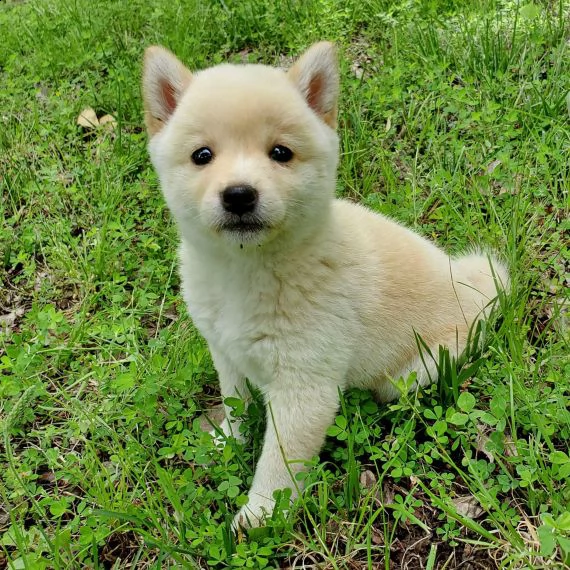 regarlo shiba inu cuccioli bellissima cucciolata cerca nuova famiglia 4 maschi e 3 femmina 60 gg 