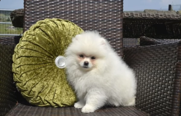 volpino pomerania cuccioli per l'adozione bellissima cucciolata cerca nuova famiglia, 4 maschi e 3 f