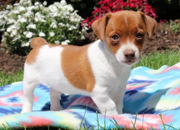 jack russell cuccioli per ladozione bellissima cucciolata cerca nuova famiglia 4 maschi e 3 femmin