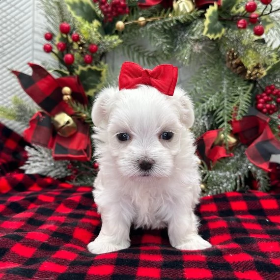 maltese cuccioli per l'adozione bellissima cucciolata cerca nuova famiglia, 4 maschi e 3 femmina, 60