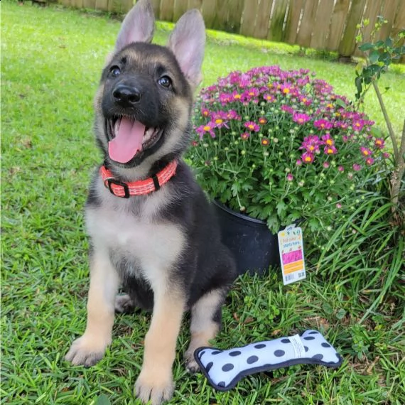 pastore tedesco cuccioli per ladozione bellissima cucciolata cerca nuova famiglia 4 maschi e 3 fem