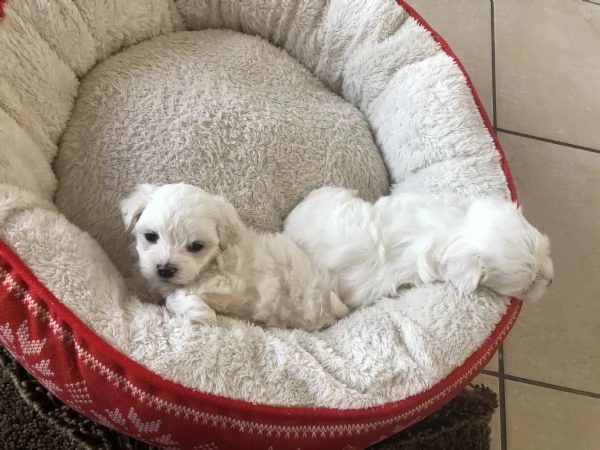 maltese toy | Foto 3
