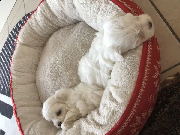 maltese toy | Foto 2