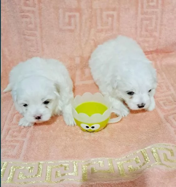 maltese toy | Foto 1