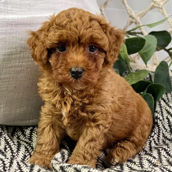 regarlo barboncino cuccioli bellissima cucciolata cerca nuova famiglia, 4 maschi e 3 femmina, 60 gg,