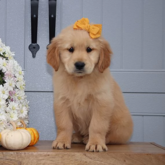 regarlo golden retriever cuccioli bellissima cucciolata cerca nuova famiglia, 4 maschi e 3 femmina, 